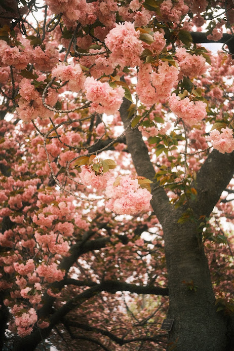 scenery photograph