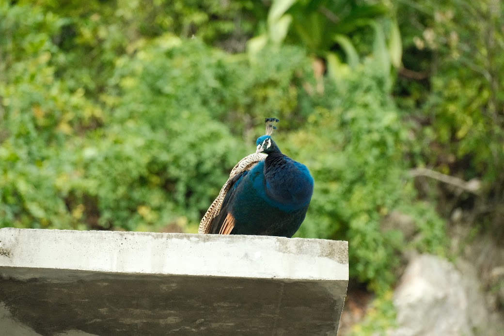animals photograph