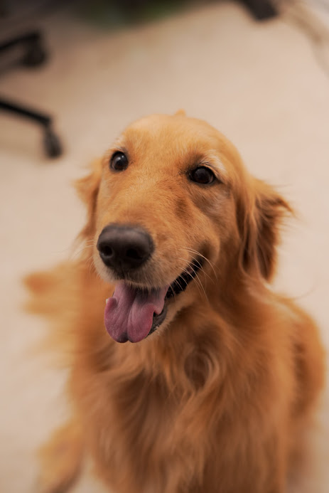 animals photograph