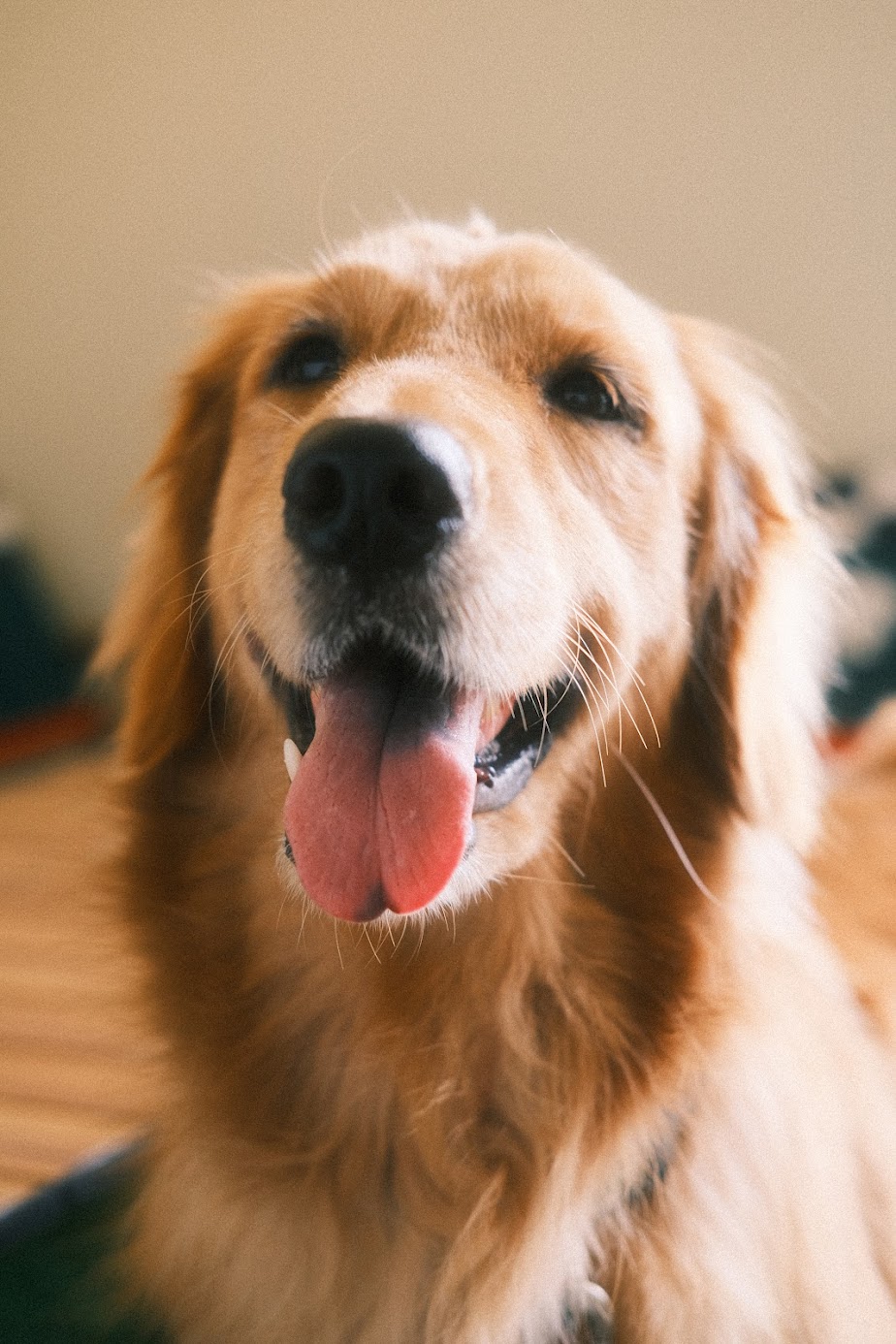 Pets