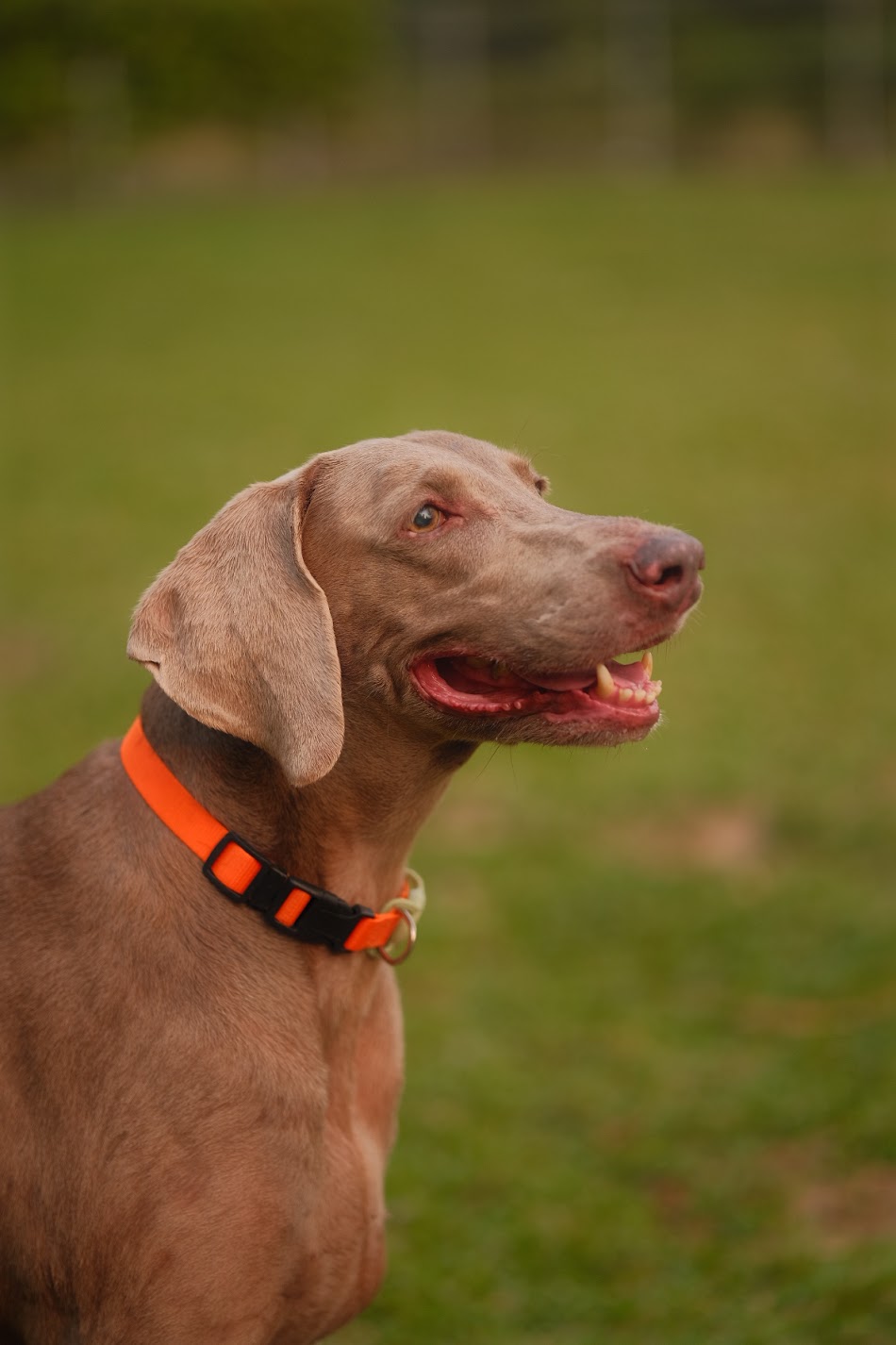 animals photograph